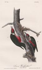 Lewis's Woodpecker